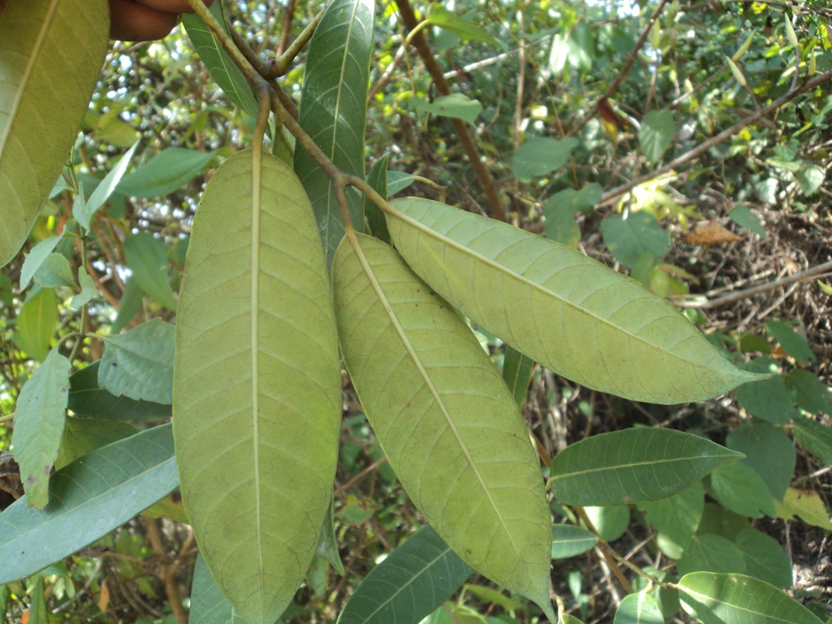 Anodendron parviflorum (Roxb.) I.M.Turner